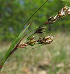 Luzula forsteri