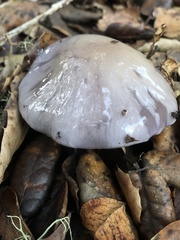 Cortinarius cylindripes