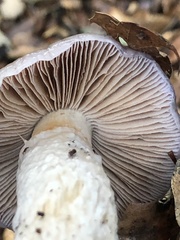 Cortinarius cylindripes