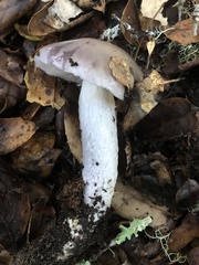 Cortinarius cylindripes