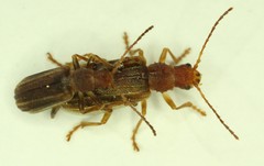 Syneta hamata