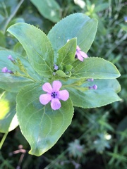 Teedia lucida