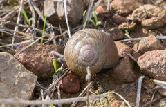 Xerarionta intercisa