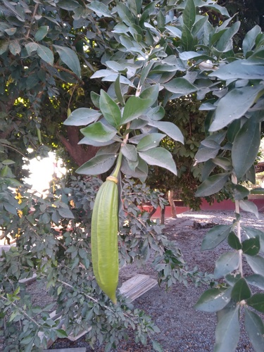 Cuajilote (Parmentiera aculeata)