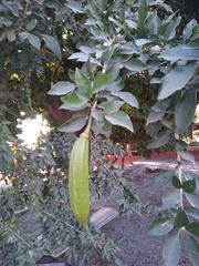 Parmentiera aculeata