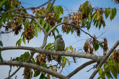Myiopsitta monachus