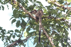 Arctogalidia trivirgata