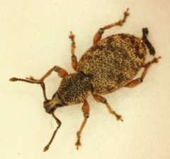 Otiorhynchus singularis