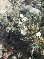 Johnstonella