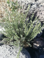 Johnstonella