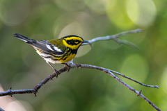 Setophaga townsendi