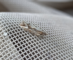 Strepsicrates ejectana