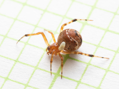 Parasteatoda cingulata