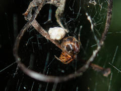 Parasteatoda cingulata