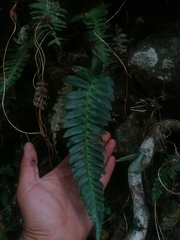 Blechnum appendiculatum