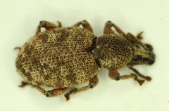 Otiorhynchus singularis