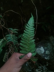 Blechnum appendiculatum