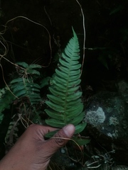 Blechnum appendiculatum