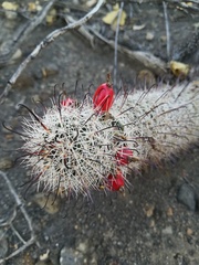Mammillaria hutchisoniana hutchisoniana