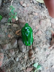 Heterorrhina elegans