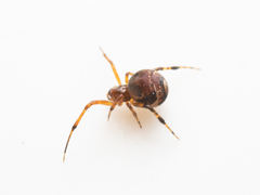 Parasteatoda cingulata