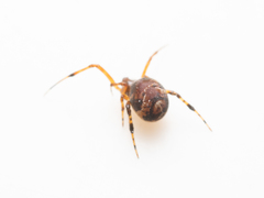 Parasteatoda cingulata