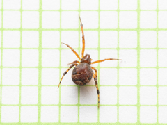 Parasteatoda cingulata
