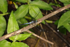 Erythrodiplax avittata
