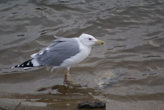 Larus cachinnans