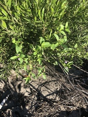 Teedia lucida