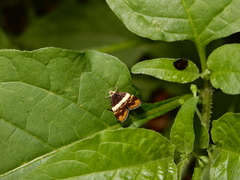 Choreutis xanthogramma