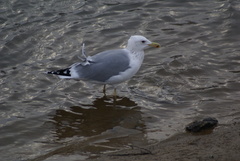 Larus cachinnans