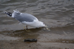 Larus cachinnans