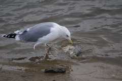 Larus cachinnans