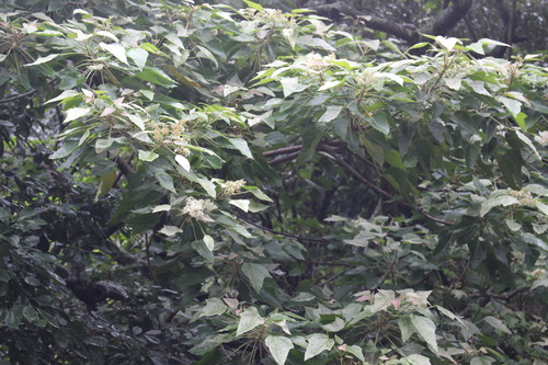 Aleurites moluccanus observed 2021-12-31
