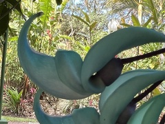 Strongylodon macrobotrys