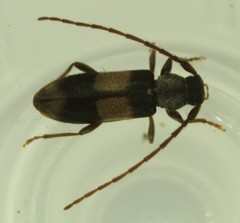 Dicentrus bluthneri