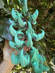 Strongylodon macrobotrys