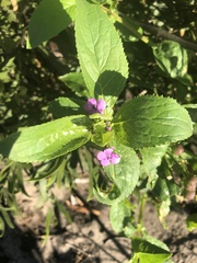 Teedia lucida
