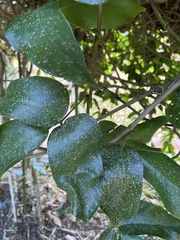 Strongylodon macrobotrys