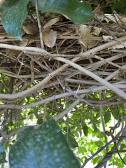 Strongylodon macrobotrys