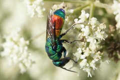 Chrysis chrysoprasina