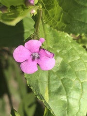 Teedia lucida