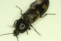 Selatosomus suckleyi