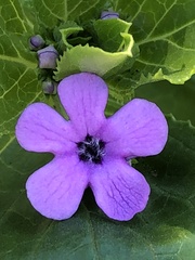 Teedia lucida