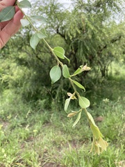 Pteleopsis myrtifolia