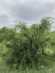 Pteleopsis myrtifolia