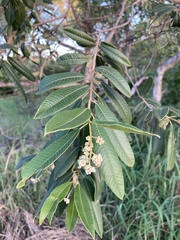 Ozoroa sphaerocarpa