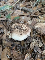 Matsutake
