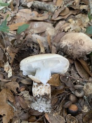 Matsutake